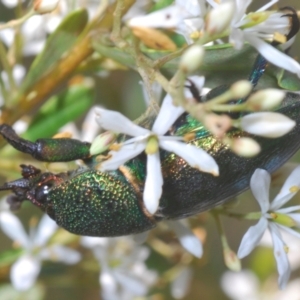 Lamprima aurata at Oallen, NSW - 21 Jan 2021