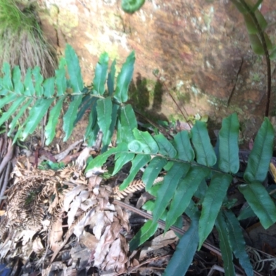 Blechnum wattsii (Hard Water Fern) at Cotter River, ACT - 7 Jan 2021 by NickiTaws
