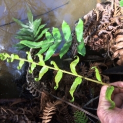 Blechnum wattsii at Cotter River, ACT - 7 Jan 2021