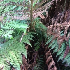 Dicksonia antarctica (Soft Treefern) at Cotter River, ACT - 6 Jan 2021 by NickiTaws