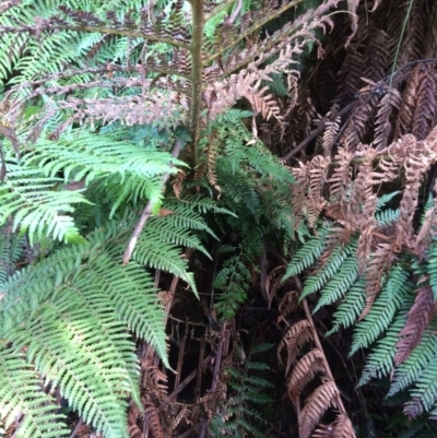 Dicksonia antarctica (Soft Treefern) at Cotter River, ACT - 7 Jan 2021 by NickiTaws