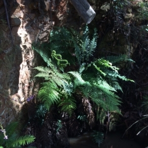 Dicksonia antarctica at Cotter River, ACT - 7 Jan 2021