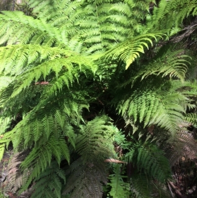 Dicksonia antarctica (Soft Treefern) at Cotter River, ACT - 6 Jan 2021 by NickiTaws