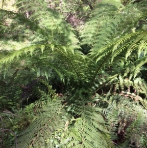 Dicksonia antarctica at Cotter River, ACT - 7 Jan 2021