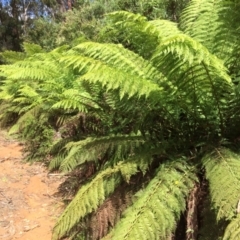 Dicksonia antarctica (Soft Treefern) at Cotter River, ACT - 7 Jan 2021 by NickiTaws