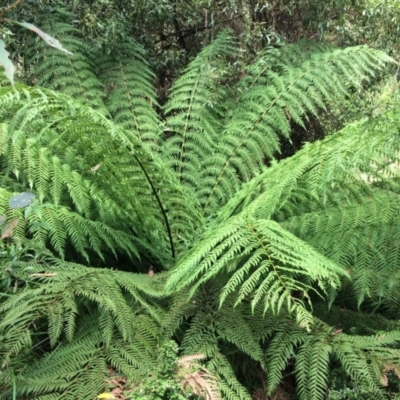 Dicksonia antarctica (Soft Treefern) at Cotter River, ACT - 7 Jan 2021 by NickiTaws