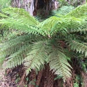 Dicksonia antarctica at Cotter River, ACT - suppressed