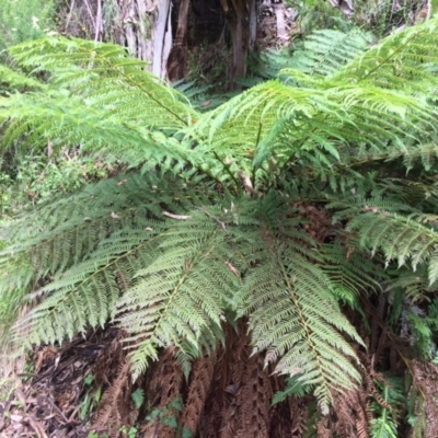 Dicksonia antarctica (Soft Treefern) at Cotter River, ACT - 7 Jan 2021 by NickiTaws