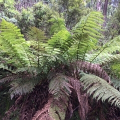 Dicksonia antarctica (Soft Treefern) at Cotter River, ACT - 7 Jan 2021 by NickiTaws