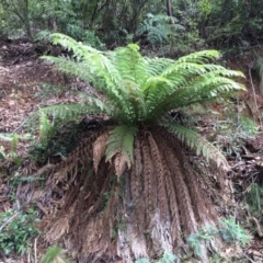 Dicksonia antarctica (Soft Treefern) at Cotter River, ACT - 7 Jan 2021 by NickiTaws