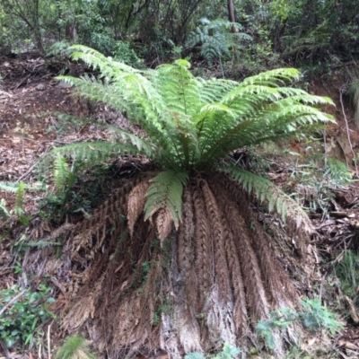 Dicksonia antarctica (Soft Treefern) at Cotter River, ACT - 7 Jan 2021 by NickiTaws
