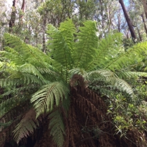 Dicksonia antarctica at Cotter River, ACT - 7 Jan 2021