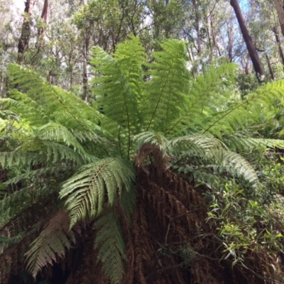 Dicksonia antarctica (Soft Treefern) at Cotter River, ACT - 7 Jan 2021 by NickiTaws