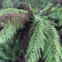 Dicksonia antarctica (Soft Treefern) at Cotter River, ACT - 7 Jan 2021 by NickiTaws