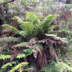 Dicksonia antarctica (Soft Treefern) at Cotter River, ACT - 7 Jan 2021 by NickiTaws