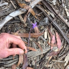 Lobelia simplicicaulis at Namadgi National Park - 7 Jan 2021 by NickiTaws