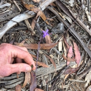 Lobelia simplicicaulis at Cotter River, ACT - 7 Jan 2021