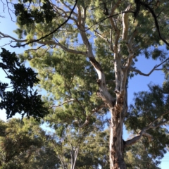 Callocephalon fimbriatum (Gang-gang Cockatoo) at Hughes, ACT - 21 Jan 2021 by ruthkerruish