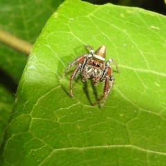 Opisthoncus sp. (genus) (Opisthoncus jumping spider) at Acton, ACT - 21 Jan 2021 by HelenCross