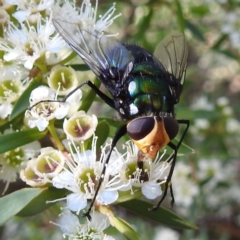 Rutilia (Rutilia) sp. (genus & subgenus) (Bristle fly) at Acton, ACT - 21 Jan 2021 by HelenCross