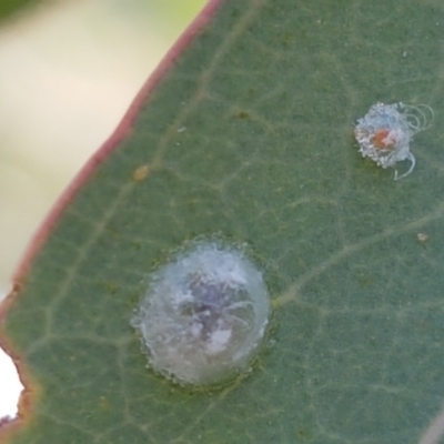 Glycaspis sp. (genus) (Unidentified sugary lerp) at Lyneham, ACT - 22 Jan 2021 by trevorpreston