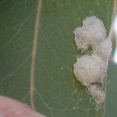 Glycaspis sp. (genus) at Lyneham, ACT - 22 Jan 2021