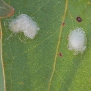 Glycaspis sp. (genus) at Lyneham, ACT - 22 Jan 2021