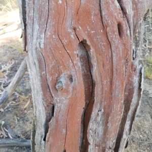 Trentepohlia sp. (genus) at O'Connor, ACT - 22 Jan 2021