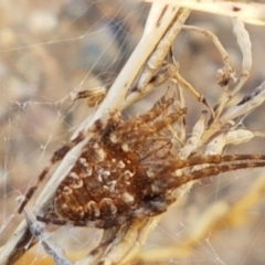 Araneinae (subfamily) (Orb weaver) at Bruce Ridge - 22 Jan 2021 by trevorpreston