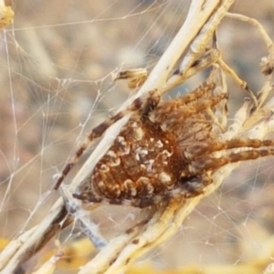 Araneinae (subfamily) at O'Connor, ACT - 22 Jan 2021