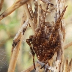 Araneinae (subfamily) at O'Connor, ACT - 22 Jan 2021 09:27 AM