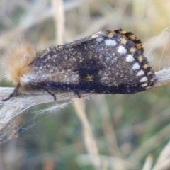 Epicoma contristis (Yellow-spotted Epicoma Moth) at Bruce Ridge - 21 Jan 2021 by trevorpreston