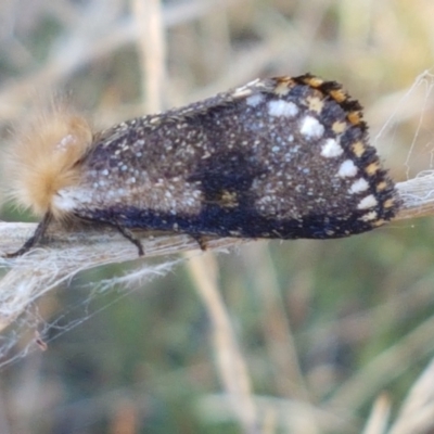 Epicoma contristis (Yellow-spotted Epicoma Moth) at Bruce Ridge - 21 Jan 2021 by trevorpreston