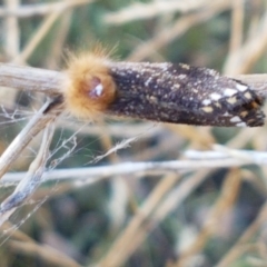 Epicoma contristis at O'Connor, ACT - 22 Jan 2021