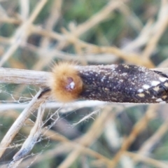 Epicoma contristis at O'Connor, ACT - 22 Jan 2021