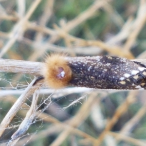 Epicoma contristis at O'Connor, ACT - 22 Jan 2021