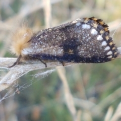 Epicoma contristis at O'Connor, ACT - 22 Jan 2021