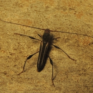 Amphirhoe sloanei at Paddys River, ACT - 21 Jan 2021