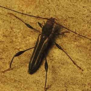 Amphirhoe sloanei at Paddys River, ACT - 21 Jan 2021