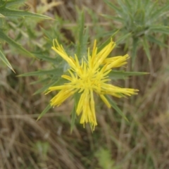 Carthamus lanatus (Saffron Thistle) at Holt, ACT - 31 Dec 2020 by rbtjwht