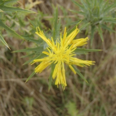 Carthamus lanatus (Saffron Thistle) at Holt, ACT - 30 Dec 2020 by rbtjwht