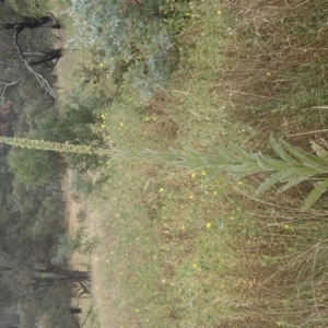 Verbascum thapsus subsp. thapsus at Molonglo River Reserve - 31 Dec 2020