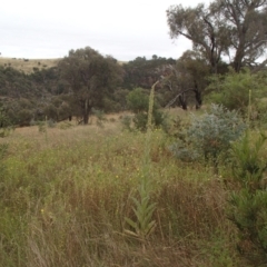 Verbascum thapsus subsp. thapsus at Molonglo River Reserve - 31 Dec 2020