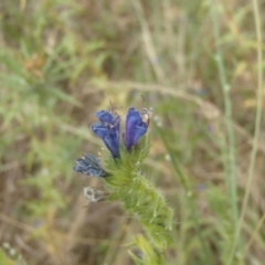 Echium plantagineum (Paterson's Curse) at Holt, ACT - 31 Dec 2020 by rbtjwht