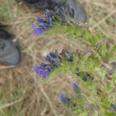 Echium plantagineum at Molonglo River Reserve - 31 Dec 2020