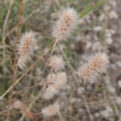 Trifolium arvense var. arvense (Haresfoot Clover) at Molonglo River Reserve - 31 Dec 2020 by rbtjwht