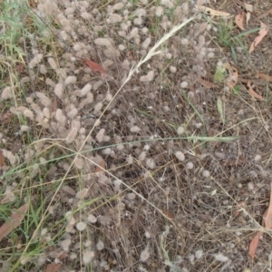 Trifolium arvense var. arvense at Molonglo River Reserve - 31 Dec 2020