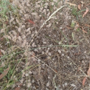 Trifolium arvense var. arvense at Molonglo River Reserve - 31 Dec 2020 11:10 AM