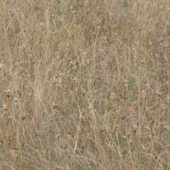 Themeda triandra (Kangaroo Grass) at Lower Molonglo - 31 Dec 2020 by rbtjwht