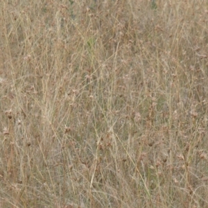 Themeda triandra at Molonglo River Reserve - 31 Dec 2020